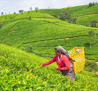 Bluefield Tea Garden