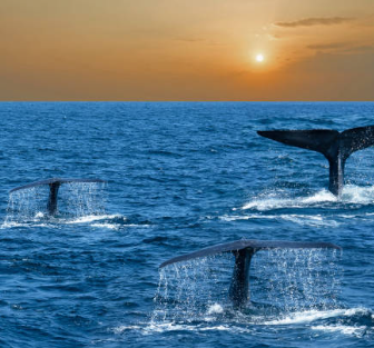 Mirissa Whale Watching