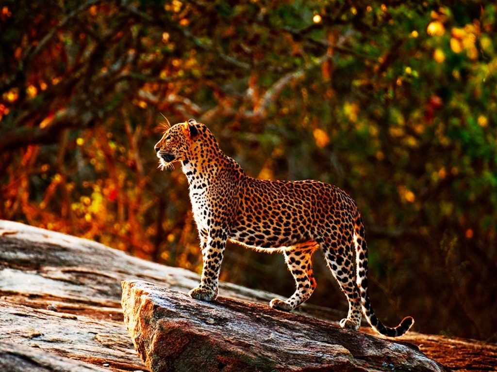 GOING TO THE WILD